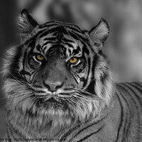 Buy canvas prints of Mesmerizing Gaze of the Endangered Sumatran Tiger by rawshutterbug 