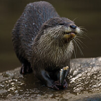 Buy canvas prints of Otterly Happiness by rawshutterbug 