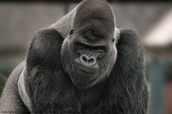 Oumbi The Silverback Gorilla's Smirk Picture Board by rawshutterbug 