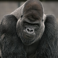 Buy canvas prints of Oumbi The Silverback Gorilla's Smirk by rawshutterbug 