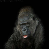 Buy canvas prints of Gorilla Biddy by rawshutterbug 