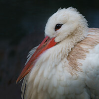 Buy canvas prints of White stork by rawshutterbug 