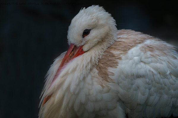 White Stork All Puffed Up Picture Board by rawshutterbug 
