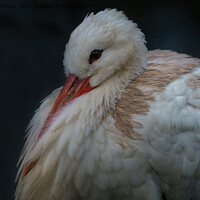 Buy canvas prints of White Stork All Puffed Up by rawshutterbug 