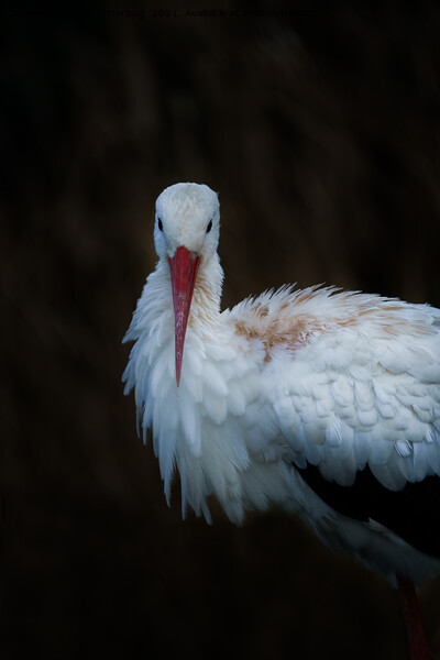 White Stork Picture Board by rawshutterbug 