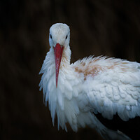 Buy canvas prints of White Stork by rawshutterbug 
