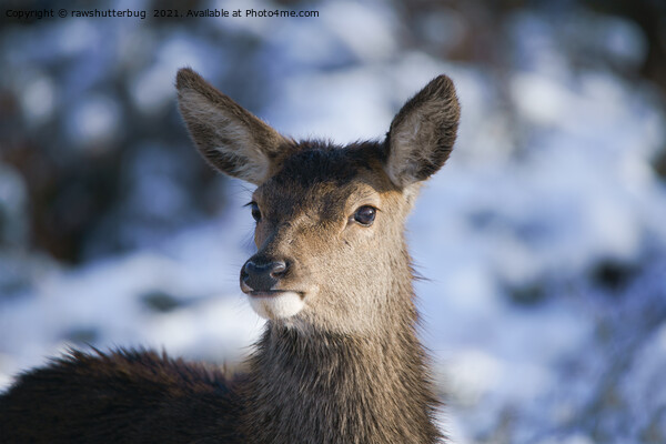 Young Red Deer Face Picture Board by rawshutterbug 