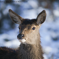 Buy canvas prints of Young Red Deer Face by rawshutterbug 