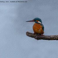 Buy canvas prints of Female Kingfisher In The Rain by rawshutterbug 
