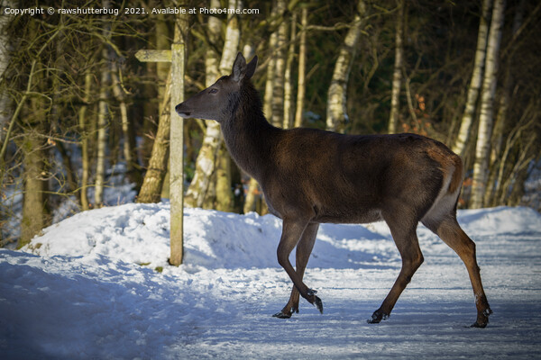 Red Deer Walking Through The Snow Picture Board by rawshutterbug 
