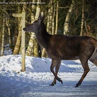 Buy canvas prints of Red Deer Walking Through The Snow by rawshutterbug 