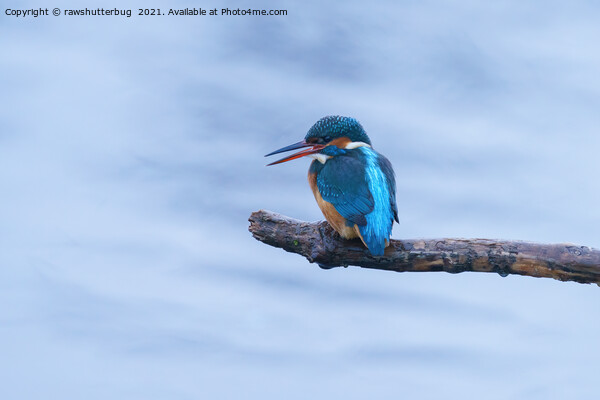 Female Kingfisher On A Perch Picture Board by rawshutterbug 