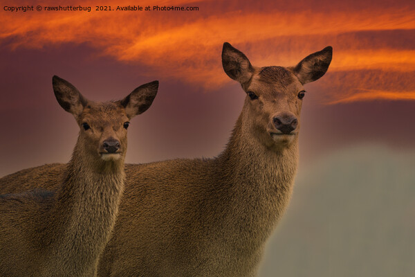 Red Deer At Sunset Picture Board by rawshutterbug 