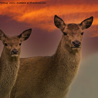 Buy canvas prints of Red Deer At Sunset by rawshutterbug 