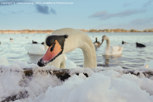 Close-Up Swan On A Snowy Day Picture Board by rawshutterbug 