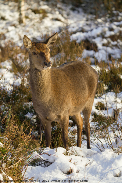 Red Deer In The Snow Picture Board by rawshutterbug 