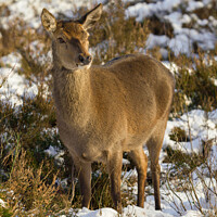 Buy canvas prints of Red Deer In The Snow by rawshutterbug 