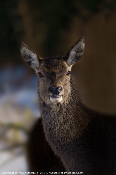 Red Deer Hind Picture Board by rawshutterbug 