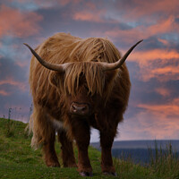 Buy canvas prints of Highland Cow At Sunset by rawshutterbug 