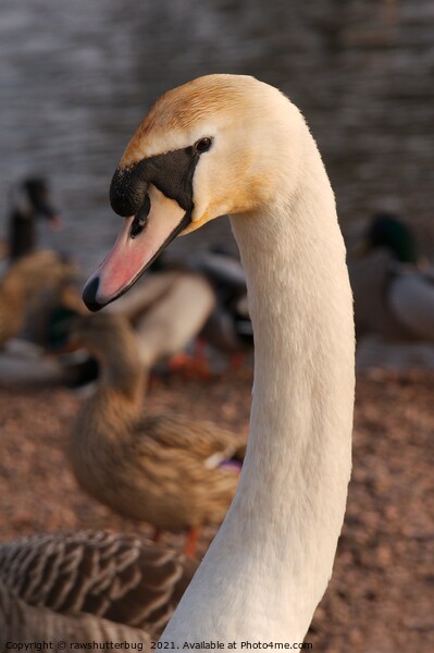 A close up of a swan next to a bird Picture Board by rawshutterbug 