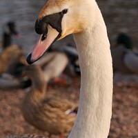 Buy canvas prints of A close up of a swan next to a bird by rawshutterbug 