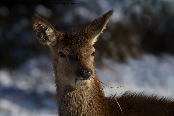 Red Deer In The Snow  Picture Board by rawshutterbug 