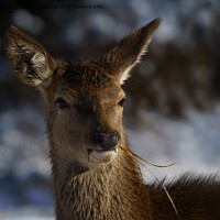 Buy canvas prints of Red Deer In The Snow  by rawshutterbug 