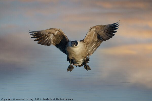 Flying Canada Goose Picture Board by rawshutterbug 
