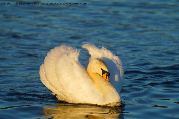 Beautiful Swan  Picture Board by rawshutterbug 