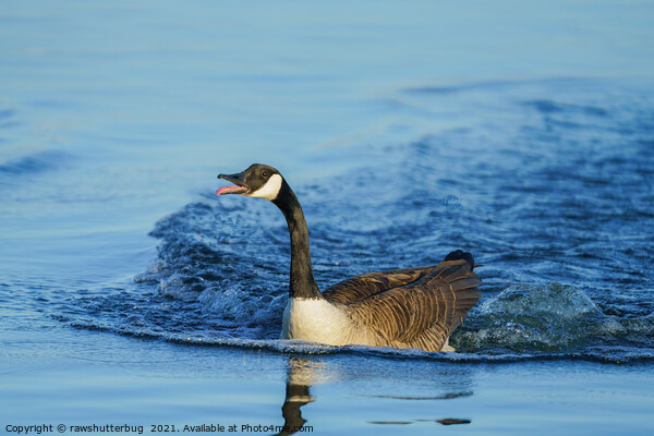 Canada Goose Sticking Out His Tongue Picture Board by rawshutterbug 