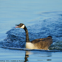 Buy canvas prints of Canada Goose Sticking Out His Tongue by rawshutterbug 