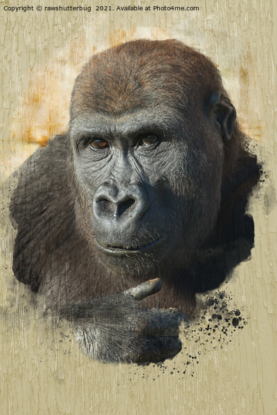 Gorilla Lope Close-Up Picture Board by rawshutterbug 