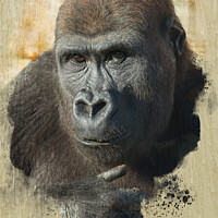 Buy canvas prints of Gorilla Lope Close-Up by rawshutterbug 