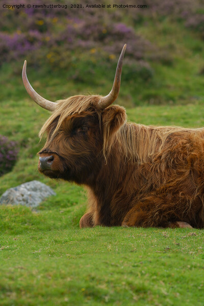 Resting Highland Cow Picture Board by rawshutterbug 