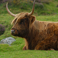 Buy canvas prints of Resting Highland Cow by rawshutterbug 