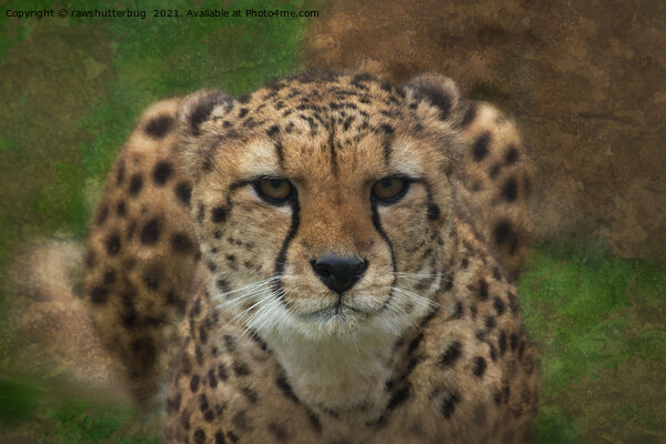Intense Cheetah Stare Picture Board by rawshutterbug 
