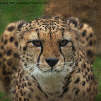 Buy canvas prints of Intense Cheetah Stare by rawshutterbug 