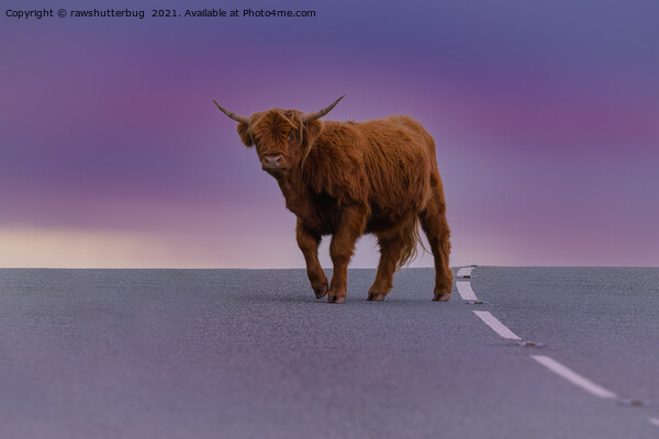 Highland Cow At Sunset Picture Board by rawshutterbug 