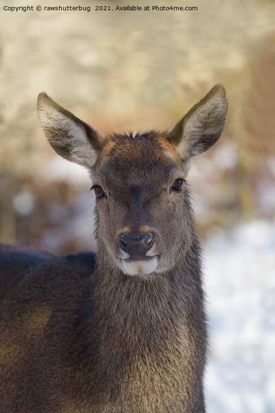 Red Deer Portrait Picture Board by rawshutterbug 