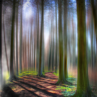 Buy canvas prints of The Tall Trees by Nigel Lee