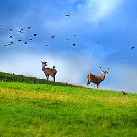 Buy canvas prints of Chatsworth Deer by Nigel Lee