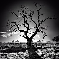 Buy canvas prints of Withered Tree by Nigel Lee