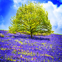 Buy canvas prints of Springtime Bloom by Nigel Lee