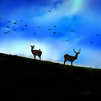 Buy canvas prints of Red Deer Silhouette by Nigel Lee