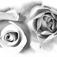 Buy canvas prints of Roses by Nigel Lee