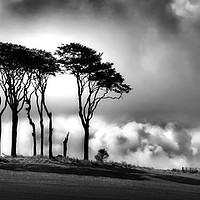 Buy canvas prints of Standing Tall by Nigel Lee