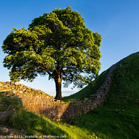 Buy canvas prints of Sycamore Gap by Robert Strachan