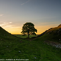 Buy canvas prints of Sycamore gap sunset by Robert Strachan