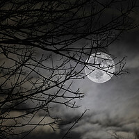 Buy canvas prints of Moon Behind Trees on A Cloudy Night by Ray Hill
