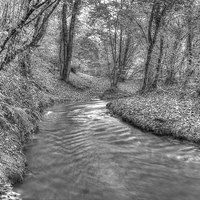 Buy canvas prints of Flowing Through the Coppice by Martyn Sothcott